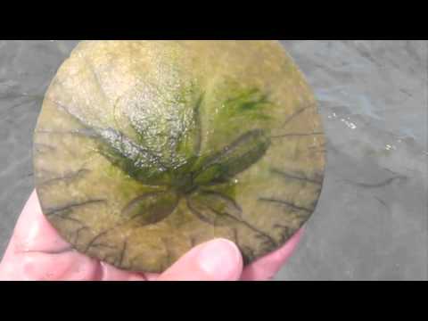 Sand Dollars: Its Alive!