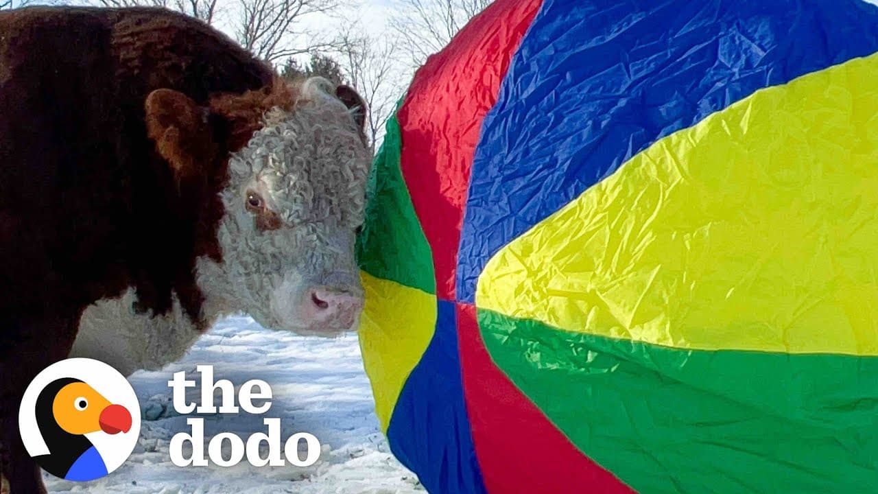 Woman Comes Back Home From College With A Bull | The Dodo Soulmates | The Dodo Soulmates