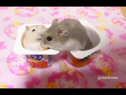 Hamster slap