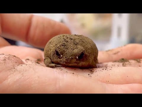 お水に入ってほしいのに絶対に手から降りないカエルが可愛すぎる