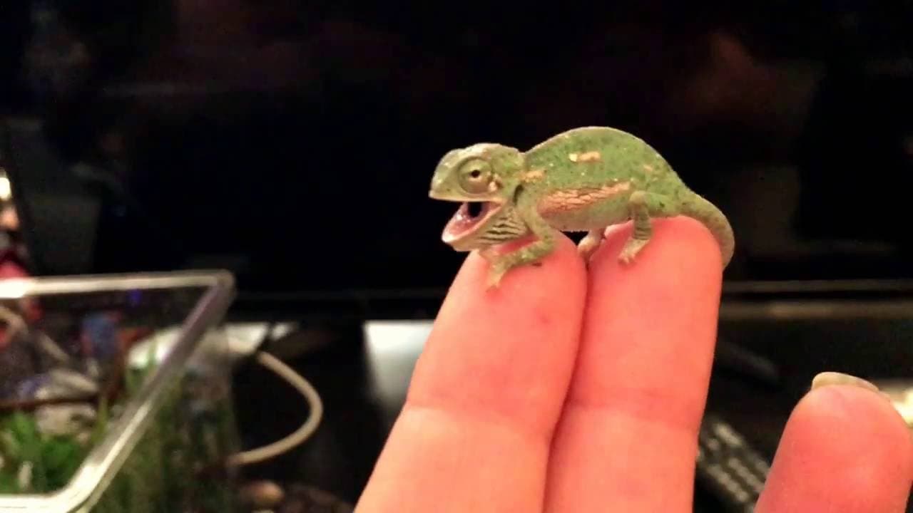 BABY CHAMELEON  Changes  Color Pattern (1 DAY OLD)