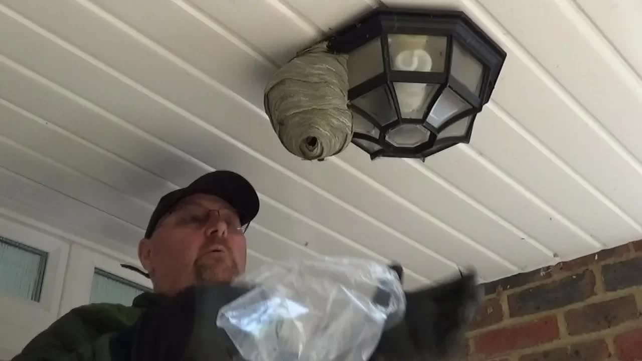 Destroy a Wasps Nest by Hand With a Plastic Bag - Quick and Easy