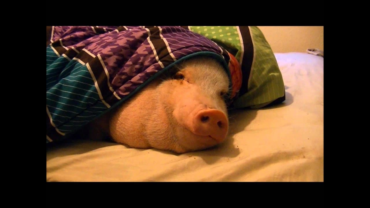 Sleeping Pig Wakes Up for a Cookie!