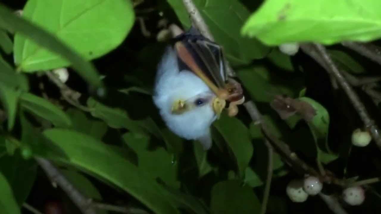 Honduran white bat eating fig