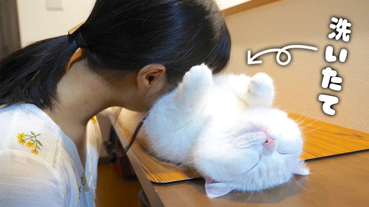 洗いたてのふわっふわの猫まくらが気持ちよすぎました！