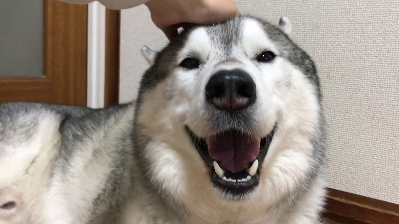 なでるのをやめた途端笑顔が消えるシベリアンハスキー