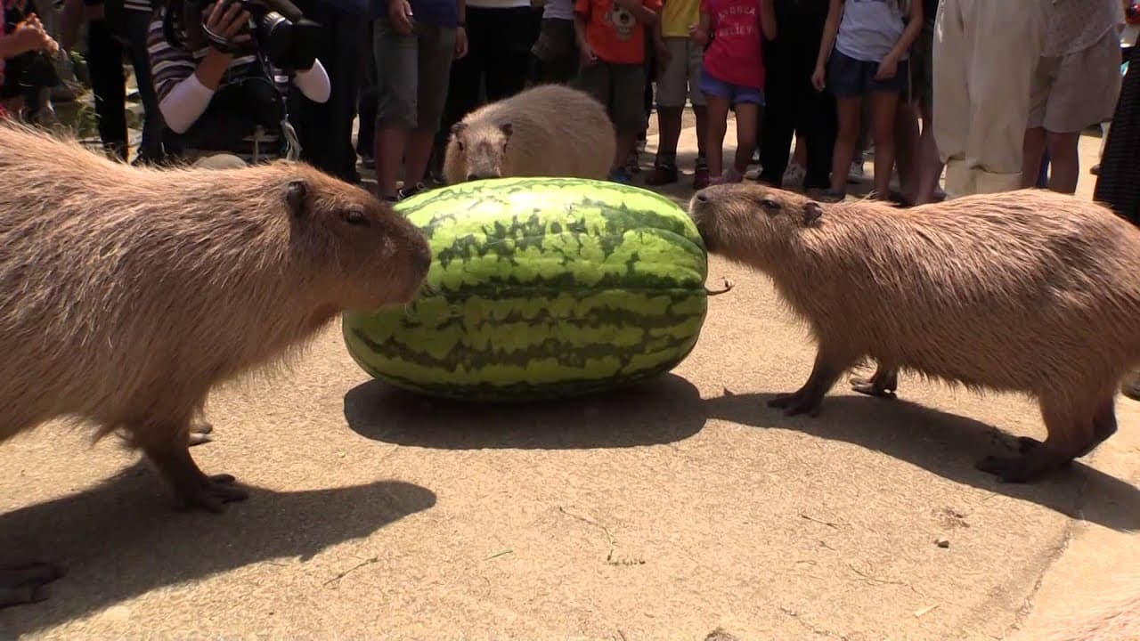 カピバラのジャンボスイカタイム Capybara VS Huge watermelon