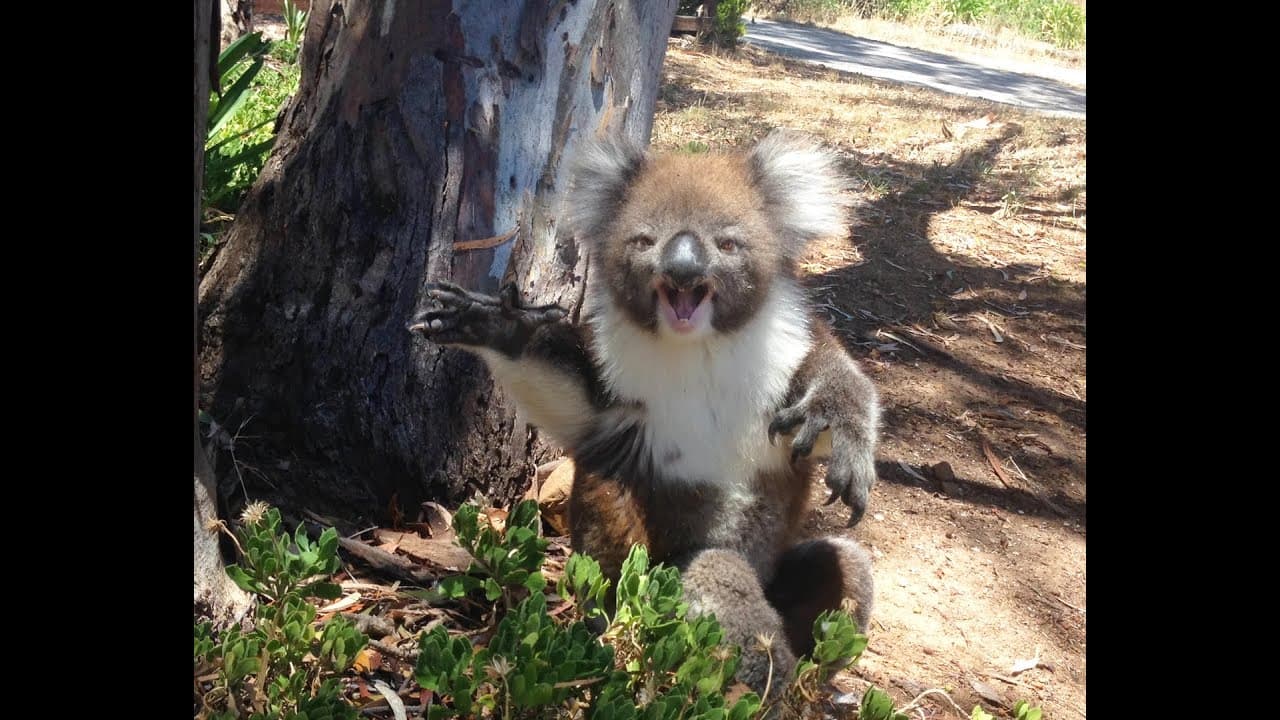 Koala Gets Kicked Out Of Tree and Cries!