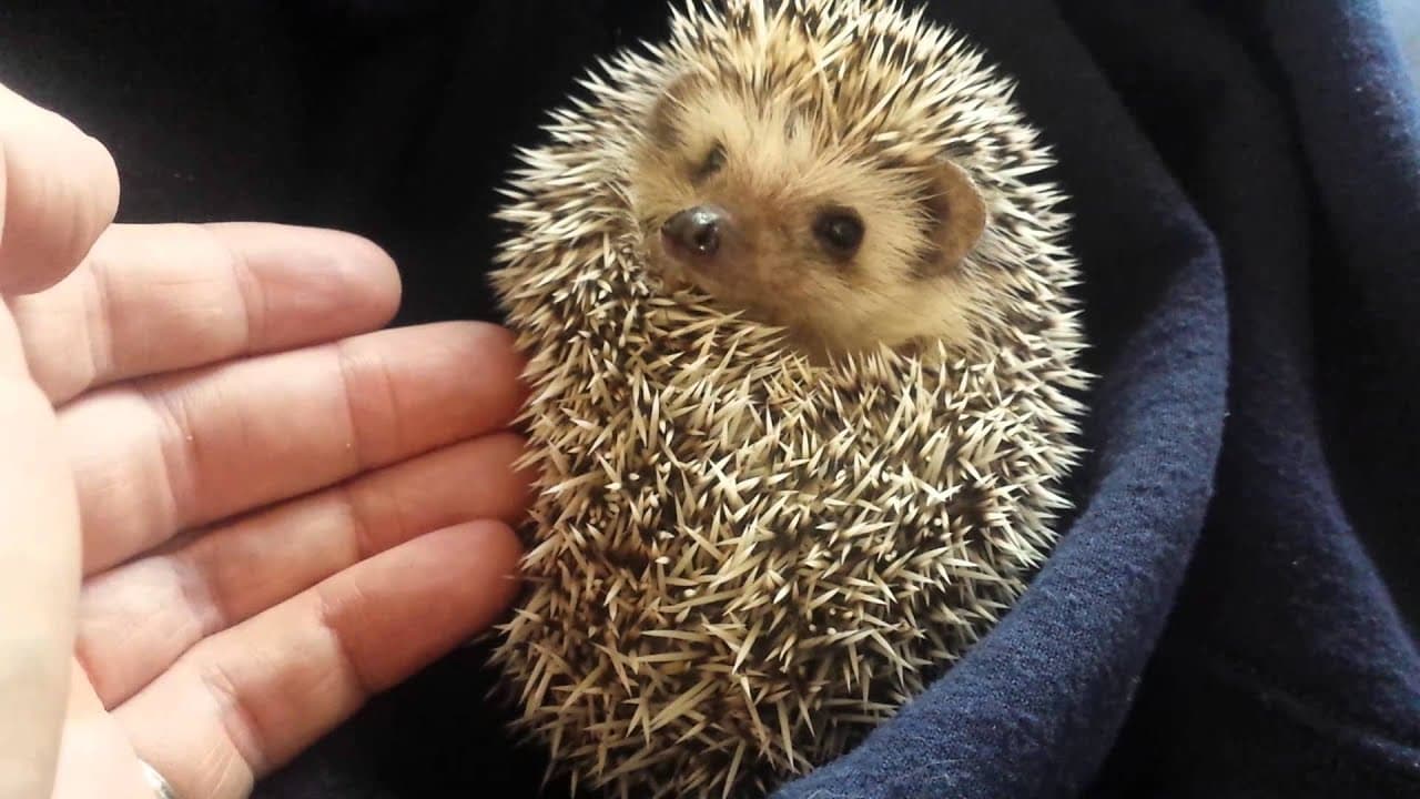 Hedgehog waking up