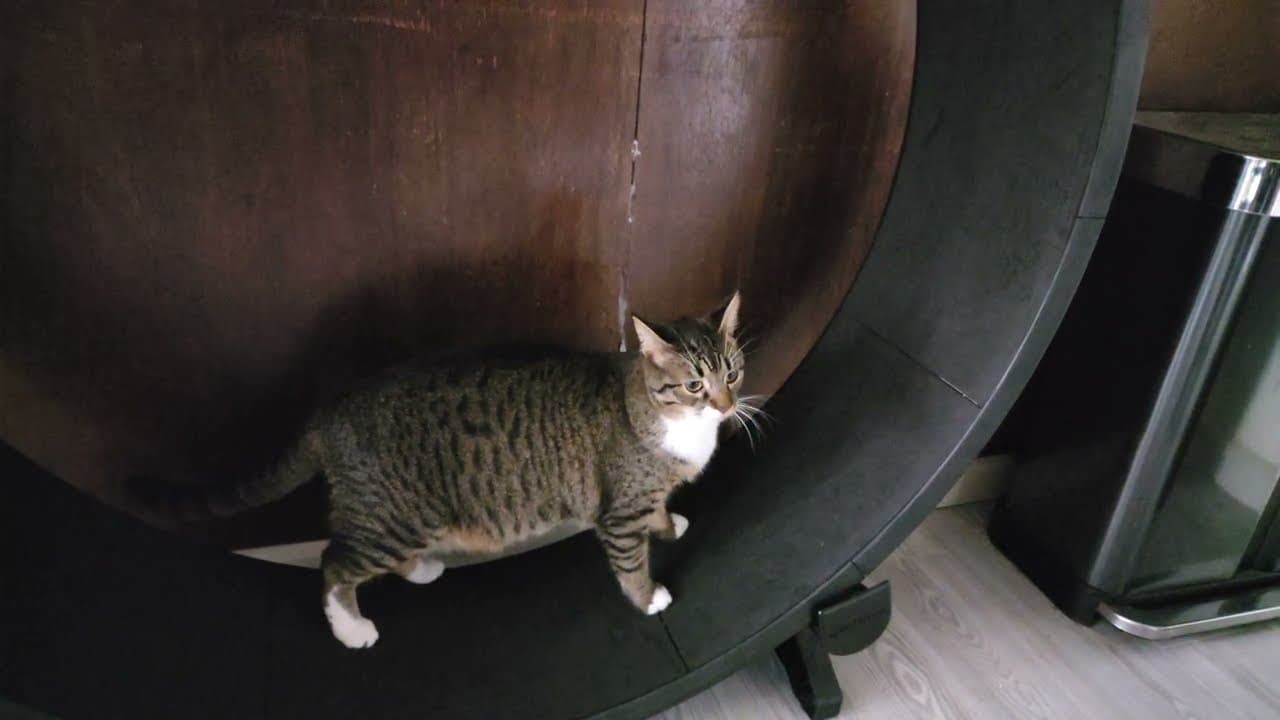 [1136] giant hamster looking cat on giant hamster wheel looking cat wheel