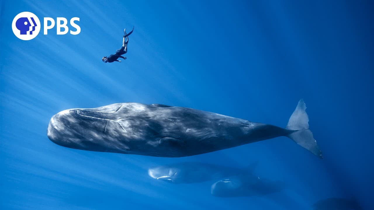 Befriending a Sperm Whale