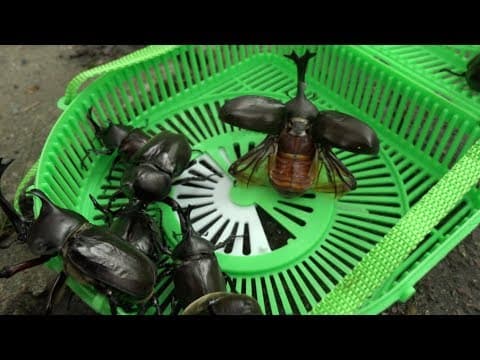 カブトムシ大量発生。。森を散策していたらそこは昆虫パラダイスだった。