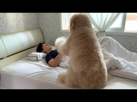 Why It's Hard to Have a Large Dog