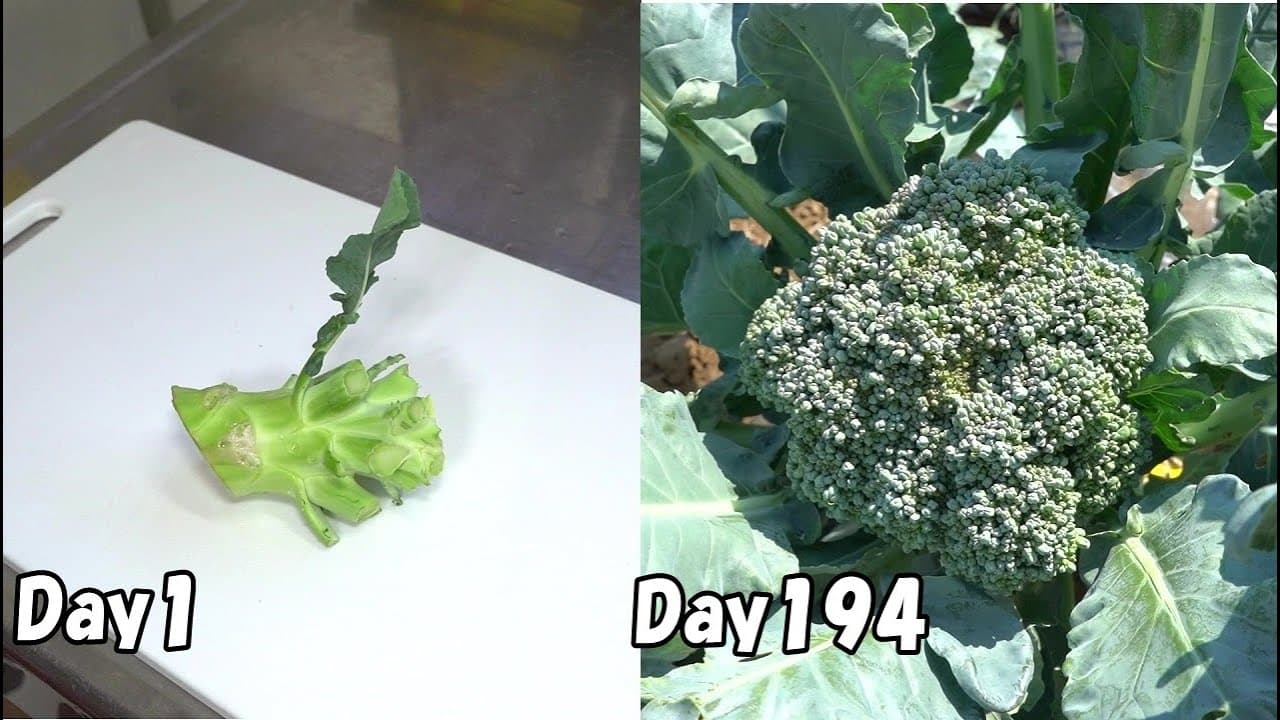 ブロッコリーの茎を植えると、またブロッコリーが出来ます…【再生栽培】(リボべジ) / How to regrow broccoli from stem