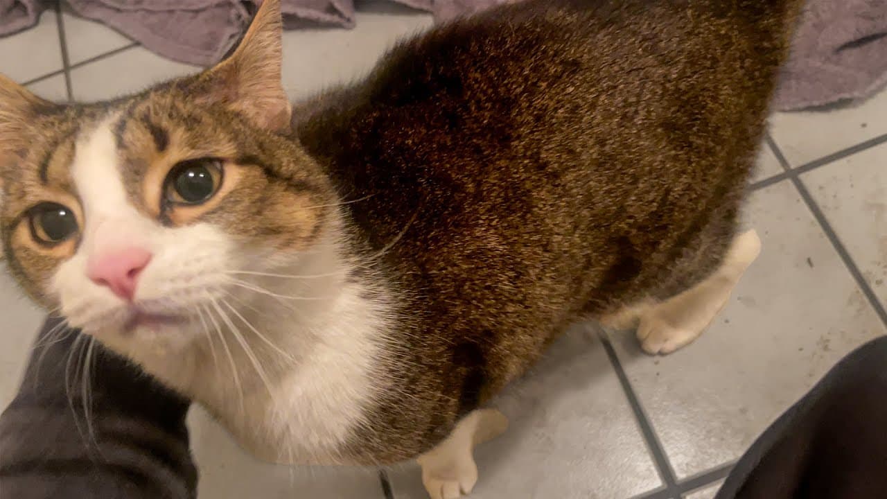 Cat Get's as Emotional As You'd Think Seeing Owner After 8 Days
