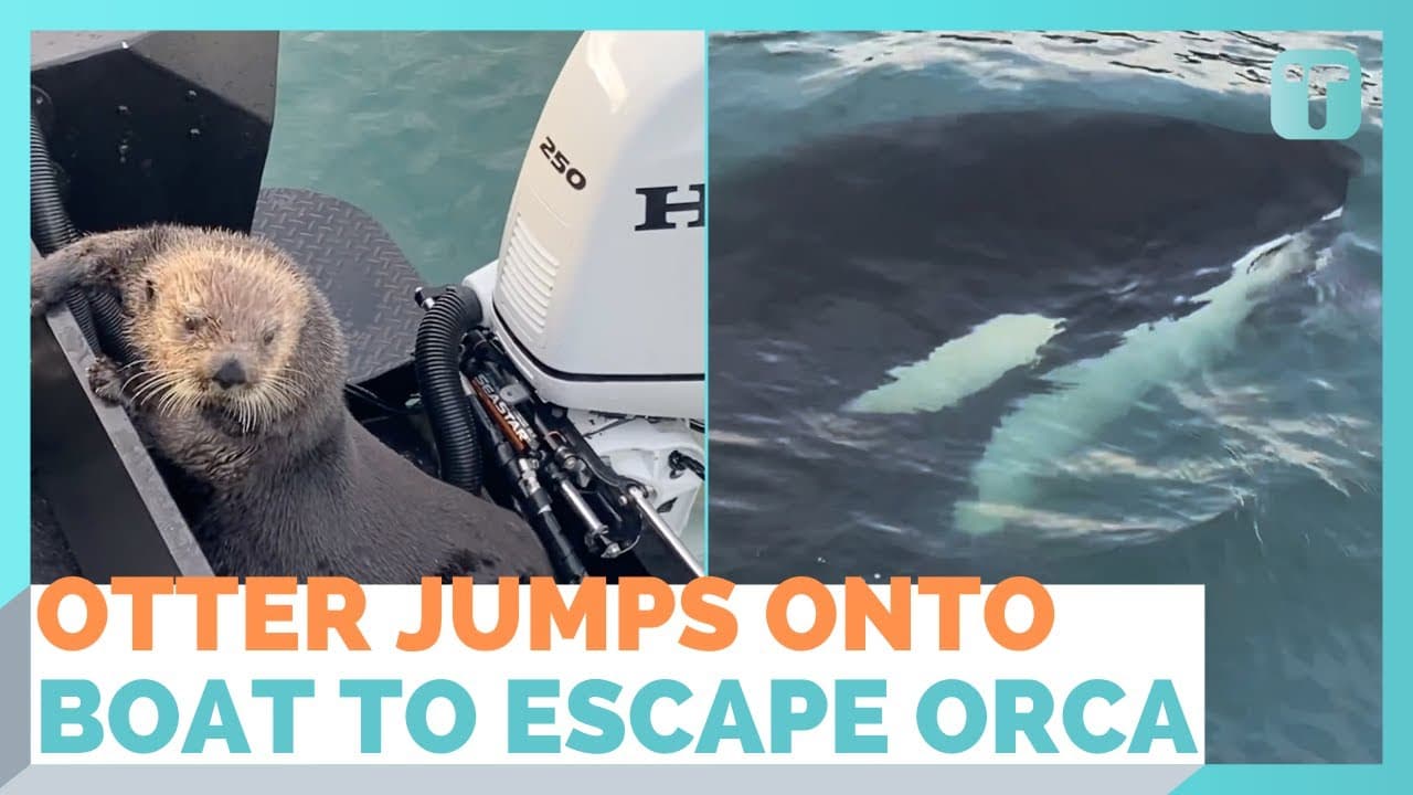Otter Jumps Onto Boat Escaping Orca With Seconds To Spare