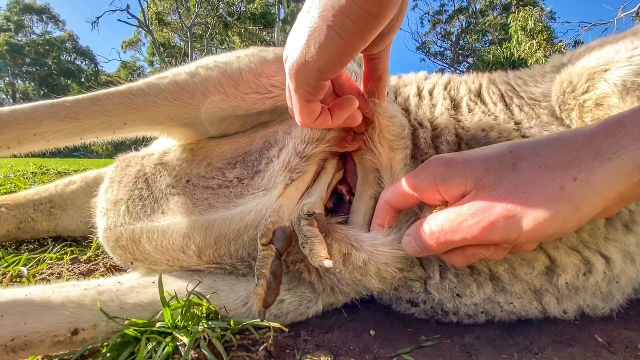 Go Inside a Kangaroo Pouch -  Baby Kangaroo 🦘