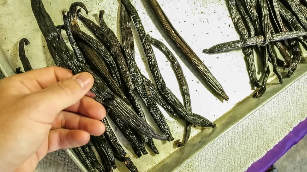HOW TO GROW VANILLA