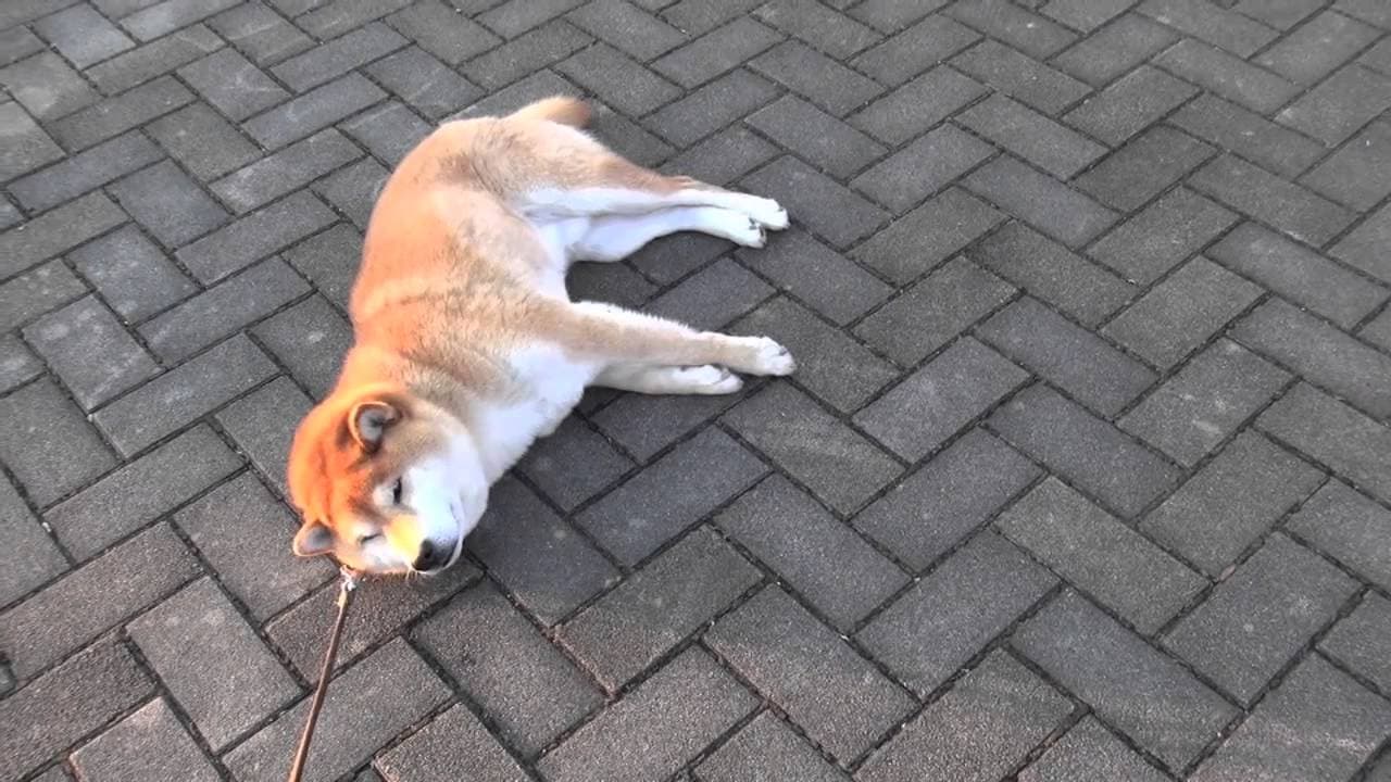 Shiba-dog Taro お散歩から帰りたくないよ〜。