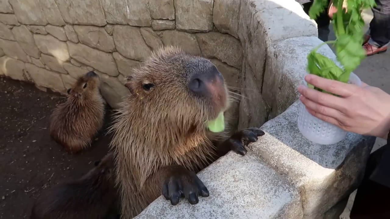 カピバラ、キャベツを食べる @ 伊豆シャボテン公園