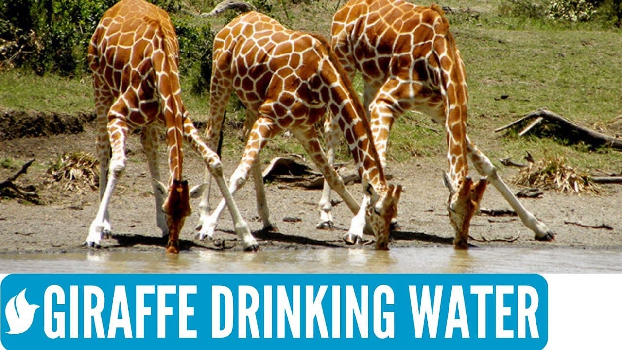 GIRAFFE DRINKING WATER | Amazing wildlife