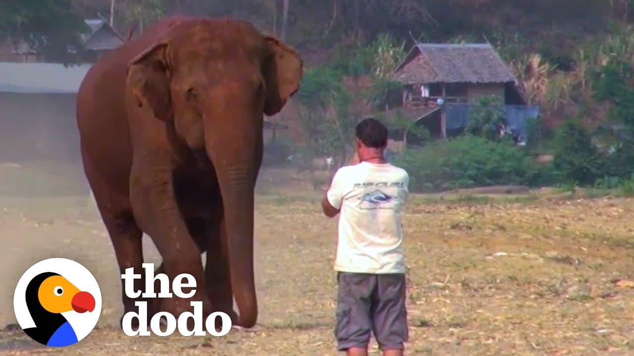 Elephant Runs To Her Favorite Person Every Time He Calls Her Name | The Dodo