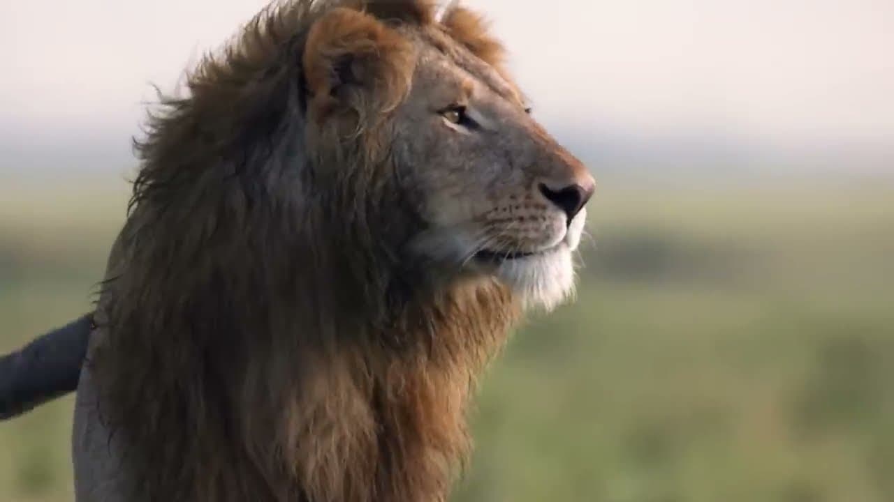 Hippo Crushes The Lion's Skull in Vengeance For His Mother